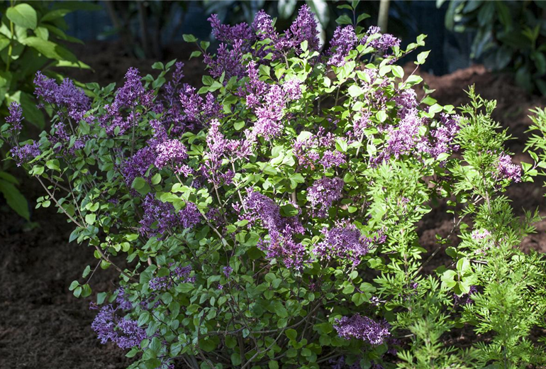 Syringa meyeri