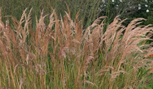 Stipa calamagrostis