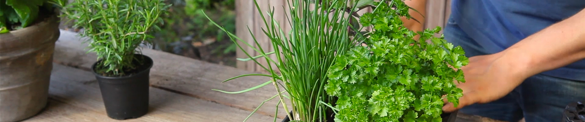 Kräutertopf - Bepflanzen (thumbnail) Kräutertopf - Bepflanzen (thumbnail)