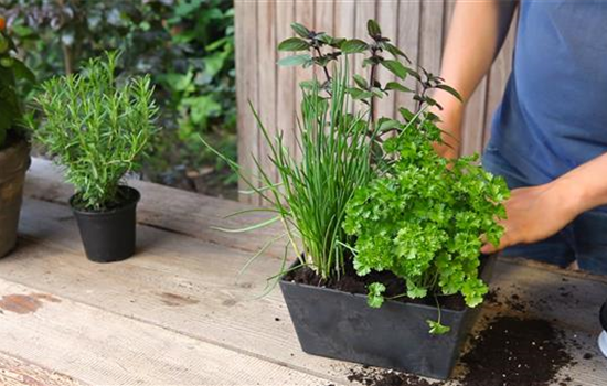 Kräutertopf - Bepflanzen Kräutertopf - Bepflanzen