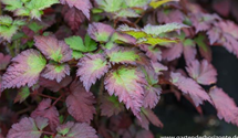 Astilbe 'Colour Flash'