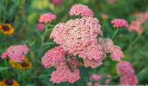 Achillea millefolium 'Lachsschönheit'