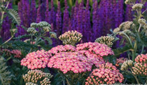 Achillea millefolium 'Lachsschönheit'