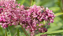 Asclepias incarnata