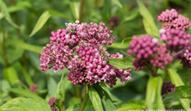 Asclepias incarnata