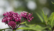 Asclepias incarnata