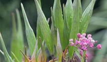 Asclepias incarnata