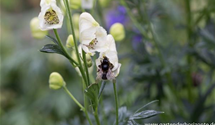 Aconitum napellus 'Schneewittchen'