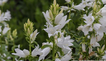 Großblütige Wald-Glockenblume