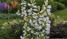 Großblütige Wald-Glockenblume