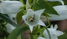 Großblütige Wald-Glockenblume
