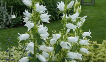 Großblütige Wald-Glockenblume