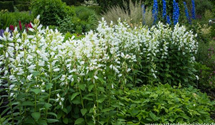 Großblütige Wald-Glockenblume