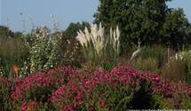 Aster novae-angliae 'Alma Pötschke'