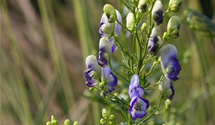 Aconitum x cammarum 'Bicolor'