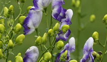 Aconitum x cammarum 'Bicolor'