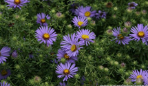 Aster oblongifolius 'October Skies'