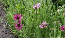 Echinacea tennesseensis 'Rocky Top'
