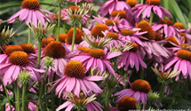 Echinacea purpurea