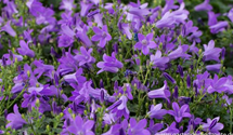 Dalmatiner Polster-Glockenblume