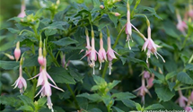 Fuchsia x cultorum 'Whiteknight's Pearl'