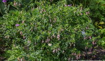 Fuchsia x cultorum 'Whiteknight's Pearl'