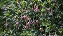 Fuchsia x cultorum 'Whiteknight's Pearl'
