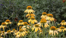 Echinacea purpurea 'Harvest Moon'®