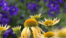 Echinacea purpurea 'Harvest Moon'®