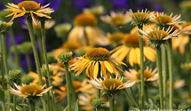 Echinacea purpurea 'Harvest Moon'®