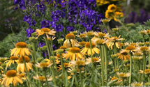 Echinacea purpurea 'Harvest Moon'®