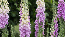 Digitalis purpurea 'Gloxiniaeflora'