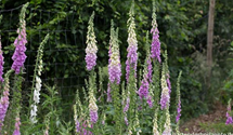Digitalis purpurea 'Gloxiniaeflora'