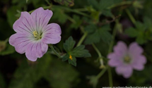 Geranium 'Dreamland'(s)