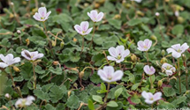 Erodium x variabile 'Album'