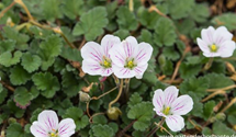 Erodium x variabile 'Album'