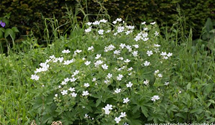 Geranium sylvaticum f.albiflorum