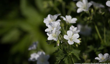 Geranium sylvaticum f.albiflorum