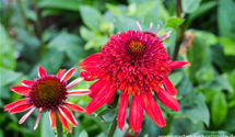 Echinacea purpurea 'Eccentric'®
