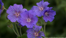 Geranium x magnificum 'Anemoniflorum'