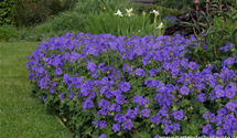 Geranium x magnificum 'Anemoniflorum'