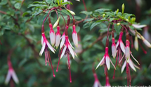 Patagonische Fuchsie