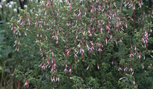 Patagonische Fuchsie