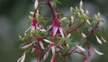 Patagonische Fuchsie