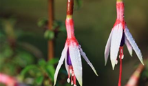 Patagonische Fuchsie