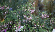 Patagonische Fuchsie