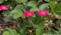 Fragaria x ananassa 'Red Ruby'®