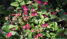 Fragaria x ananassa 'Red Ruby'®