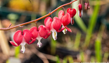 Dicentra spectabilis 'Valentine'®
