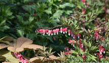 Dicentra spectabilis 'Valentine'®